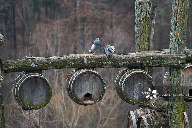 鸽舍中的鸽子图片素材