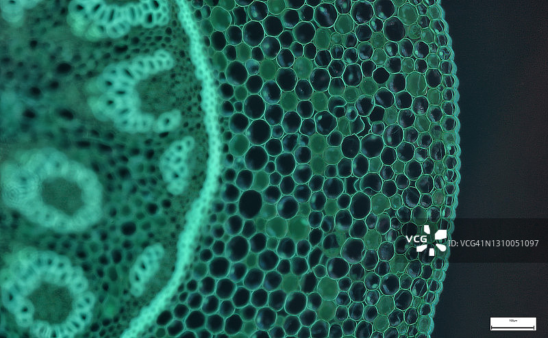 免疫荧光显微照片，器官样本，组织学检查，显微镜下的组织病理学图片素材