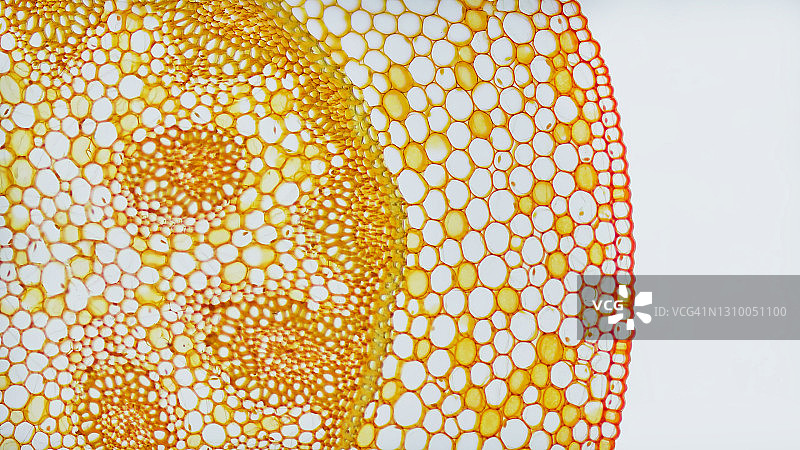 免疫荧光显微照片，器官样本，组织学检查，显微镜下的组织病理学图片素材