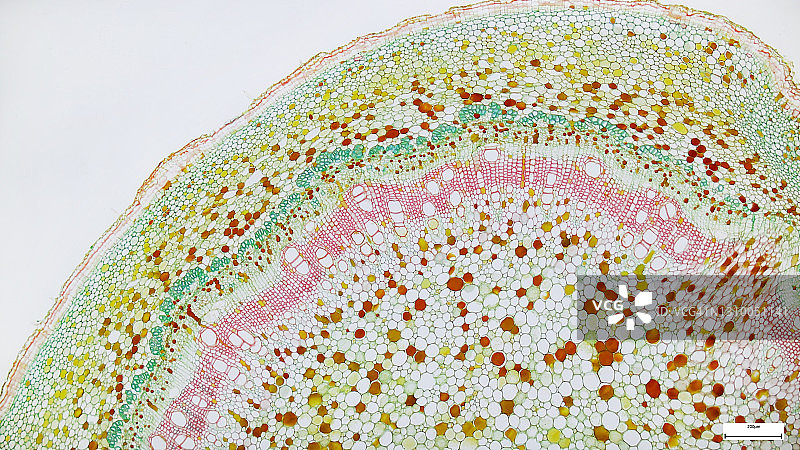 用于课堂教育的植物茎横截面显微镜照片图片素材