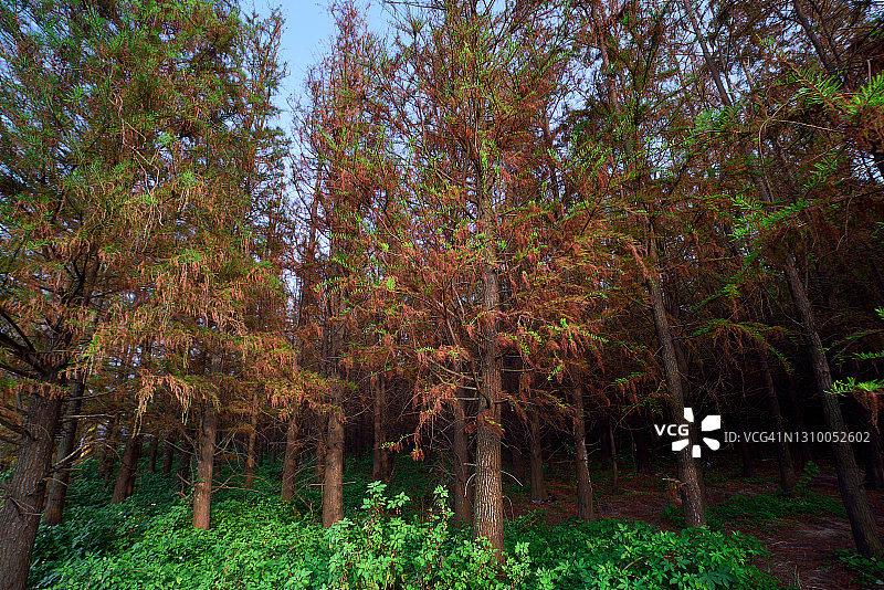 落羽杉图片素材