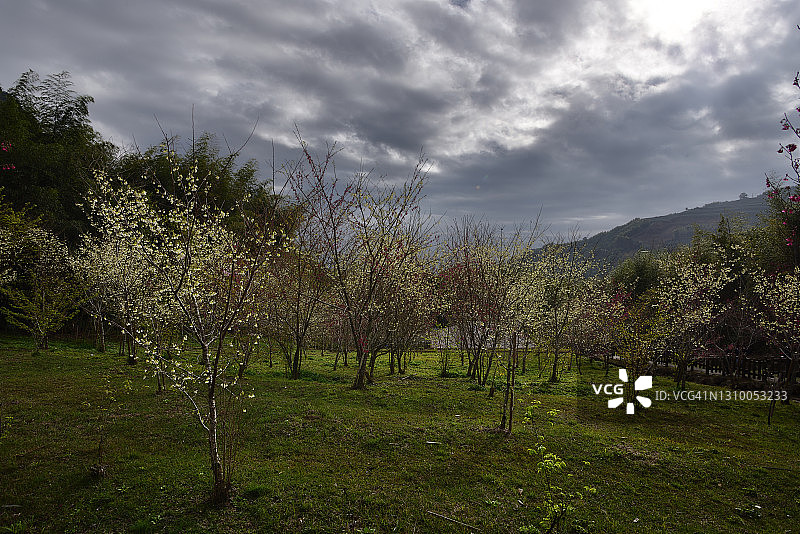 阿里山樱花季图片素材