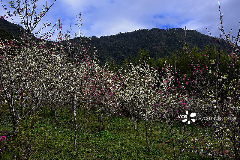 阿里山樱花季图片素材