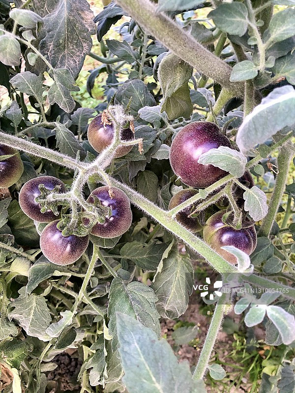 紫色番茄图片素材