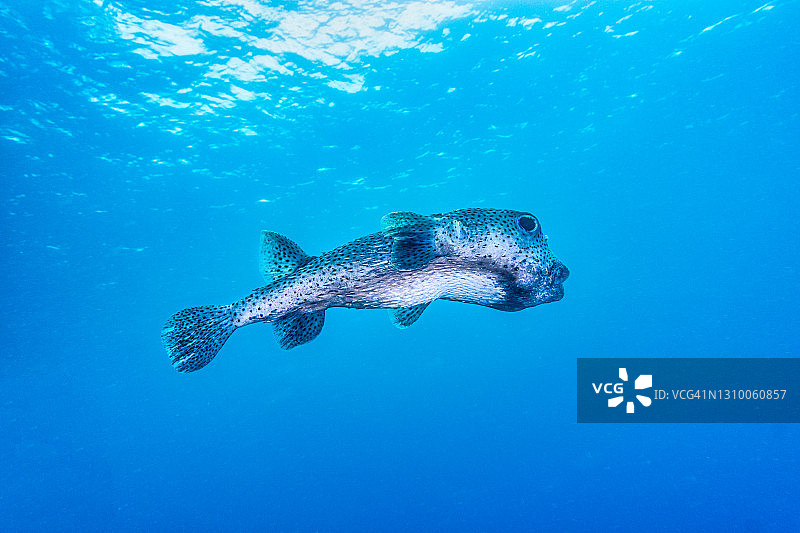 水下视角的可爱气球鱼图片素材