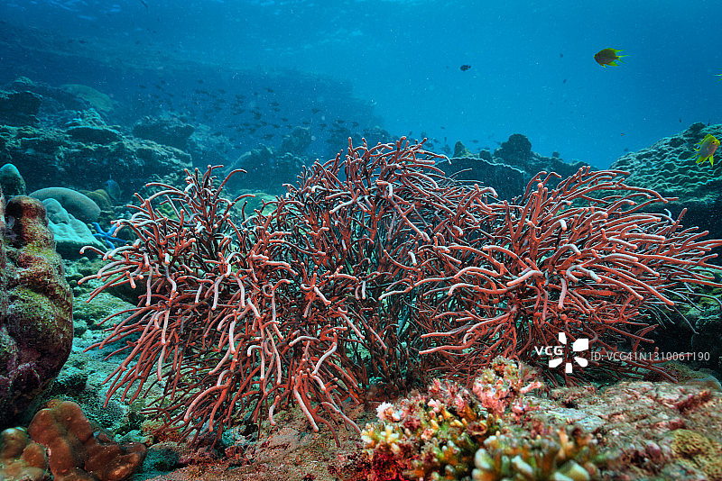 水下珊瑚礁上的铁丝珊瑚图片素材