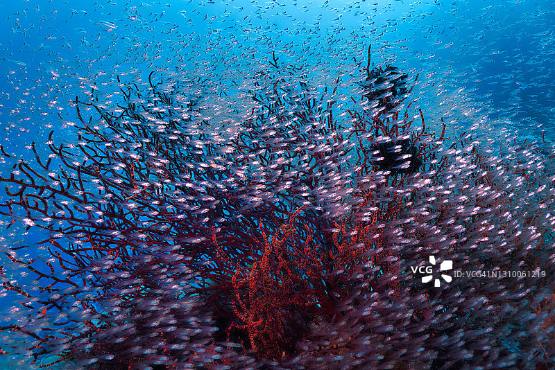 大群玻璃鱼在红色珊瑚礁上游动图片素材