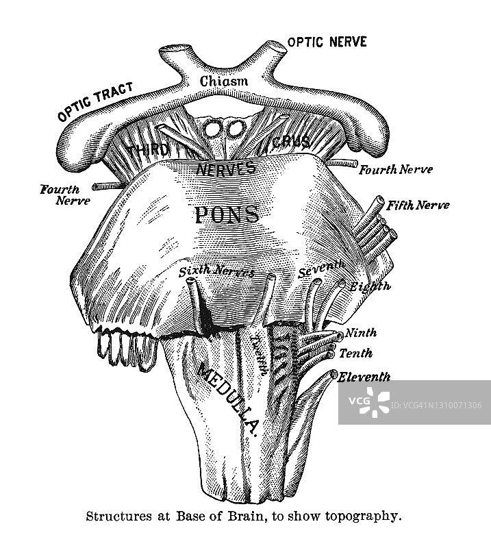 人脑结构底部地形古老雕刻插图图片素材
