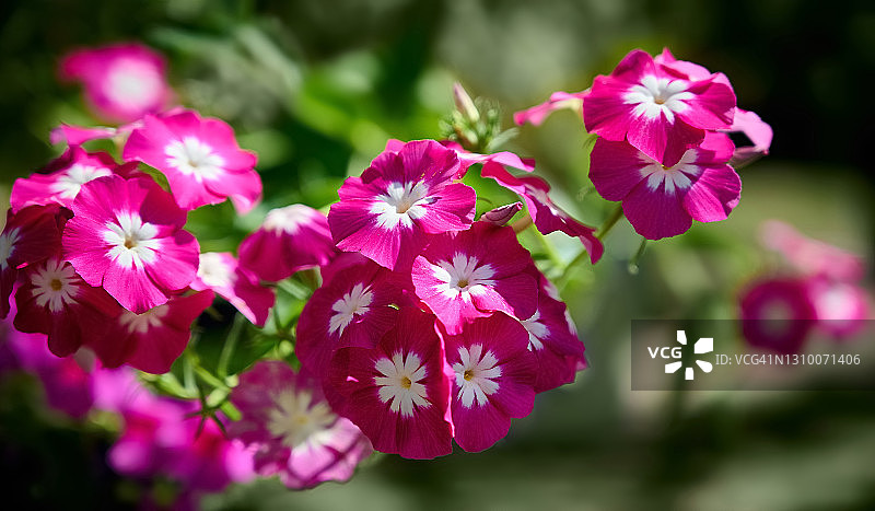 紫白色福禄考花朵图片素材