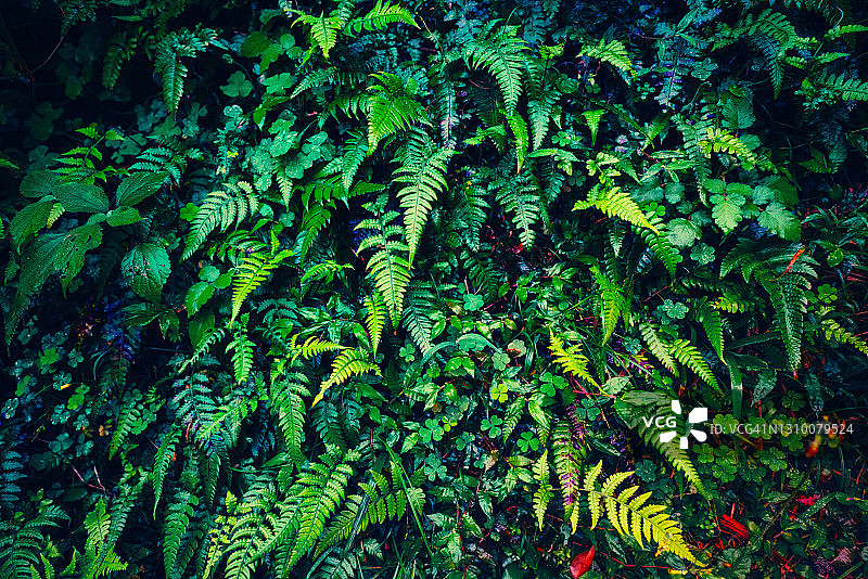 色彩浓烈的蕨类植物墙图片素材
