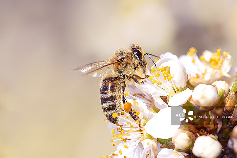 蜜蜂采集花粉图片素材