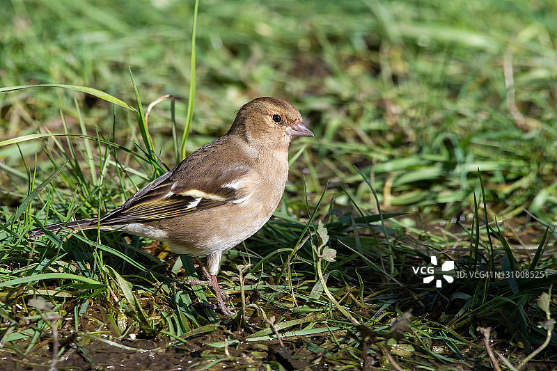 站在泥地里的女性燕雀图片素材