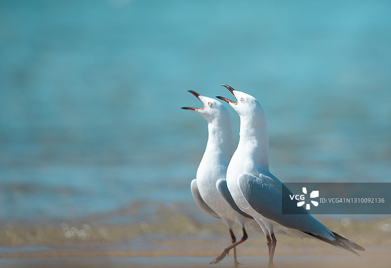 海鸥的叫声图片素材