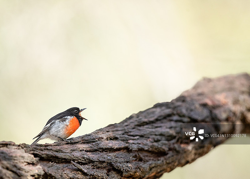 朱红知更鸟的鸣叫图片素材