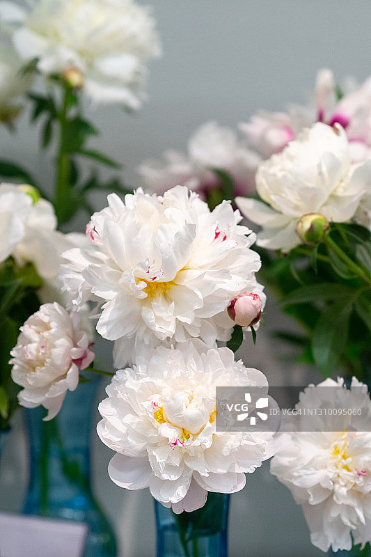 白色牡丹：施罗德男爵夫人图片素材