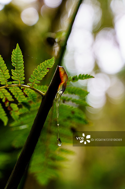 竖版照片：丛林中，树枝上的透明蛞蝓图片素材