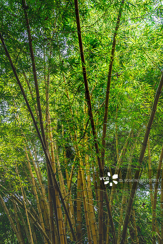 阳光明媚的竹树枝，哥斯达黎加图片素材