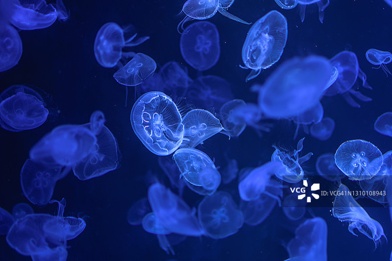 水族馆水母的特写图片素材