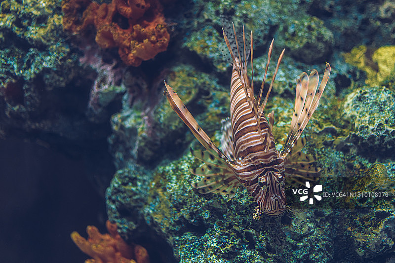 水族馆中的蓑鲉特写图片素材