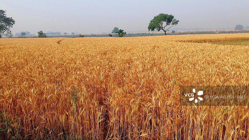 农民的金色图片素材