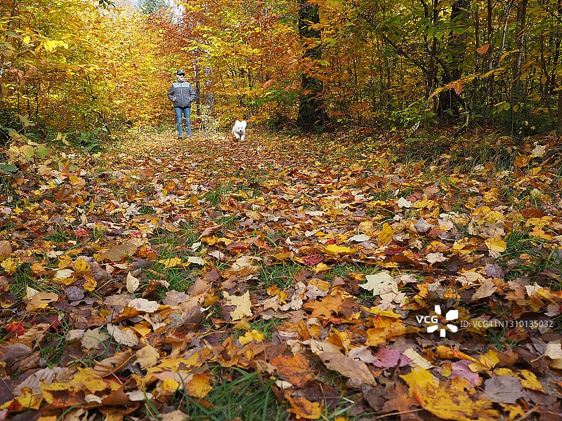 穿梭于树叶间图片素材