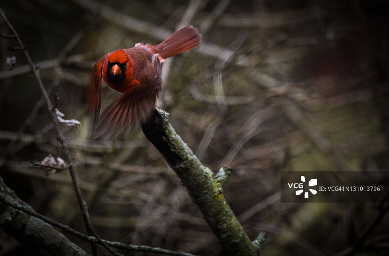 雄性北美红雀起飞图片素材