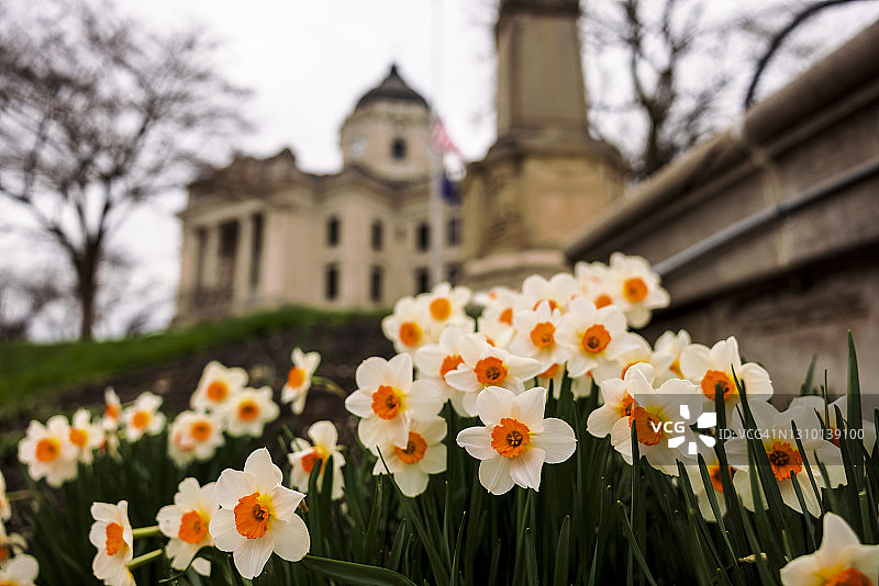 印第安纳州布卢明顿门罗县法院草坪上的水仙花图片素材