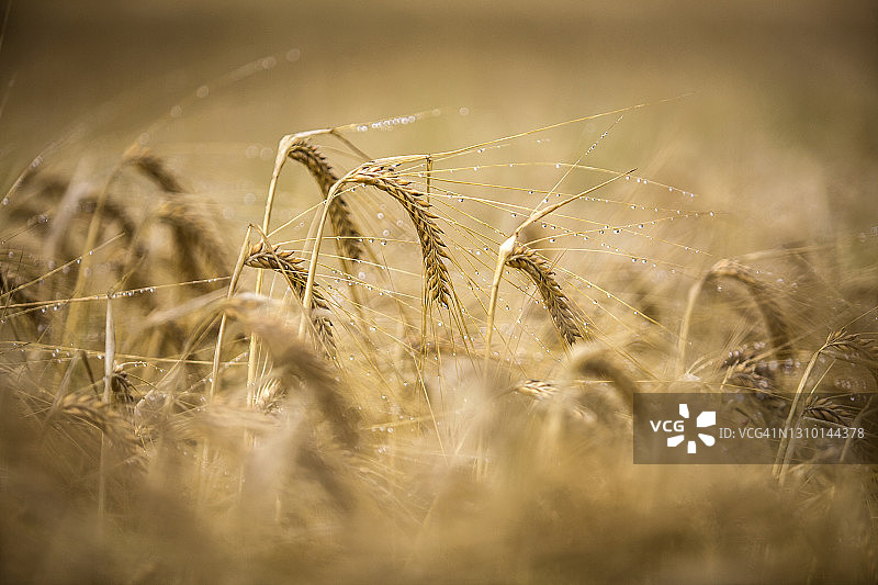 雨水浸湿的麦田图片素材