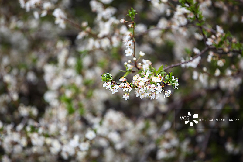 盛开的春季树木图片素材