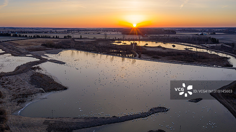 加拿大安大略省艾尔默野生动物管理区的迁徙天鹅图片素材