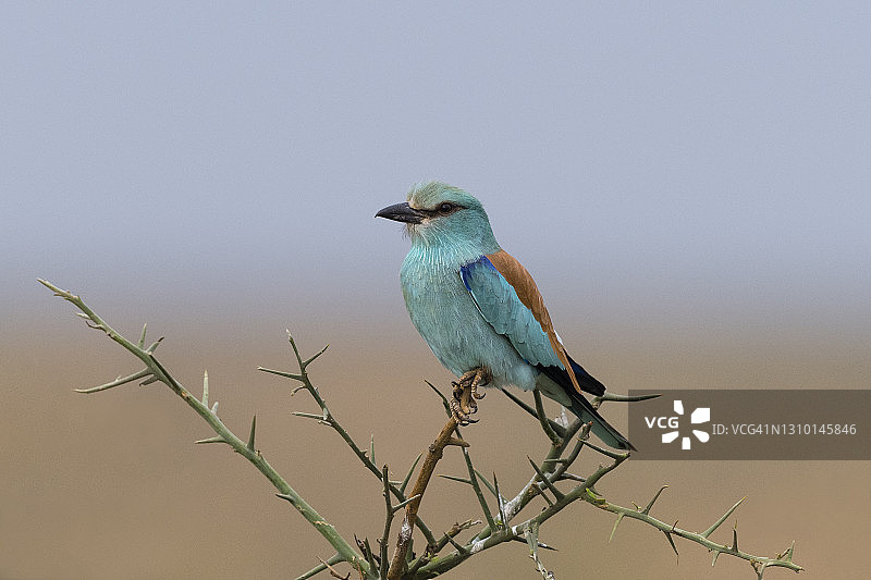 栖息的欧洲蓝雀图片素材