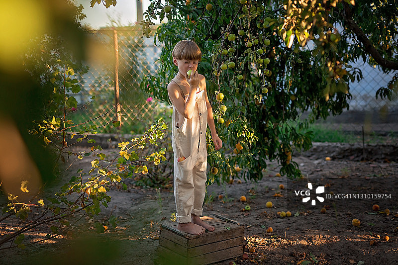 在花园里站在木箱上咬着摘下来的苹果的男孩图片素材