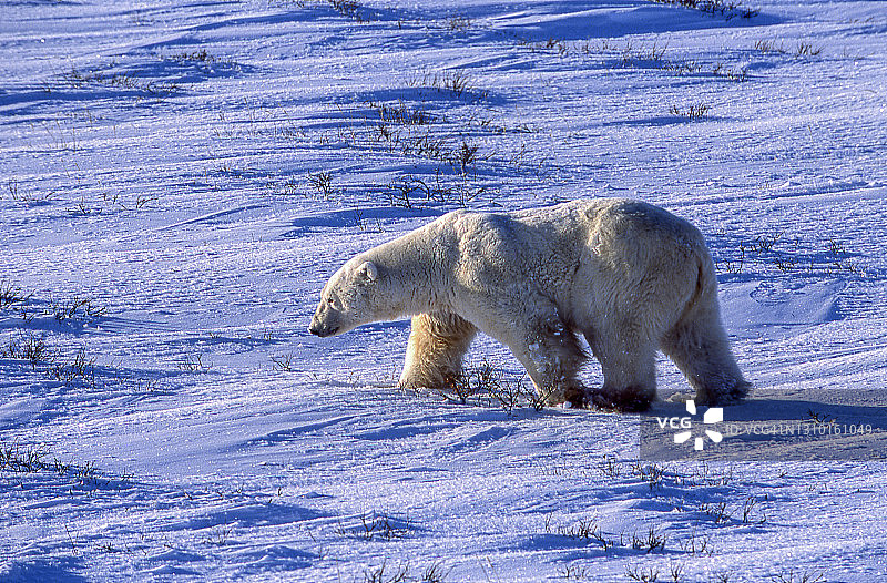 一只北极熊在冰冷的哈德逊湾上行走图片素材