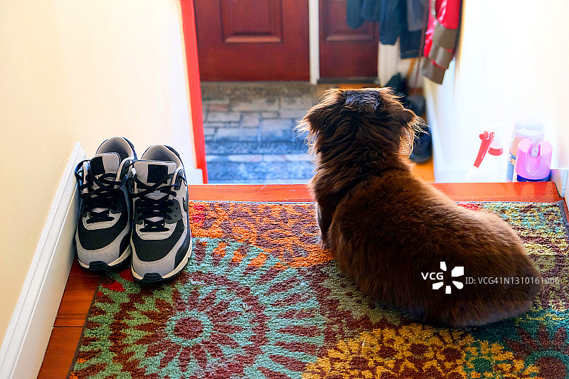 一只腊肠犬在楼梯顶端等待它的主人图片素材