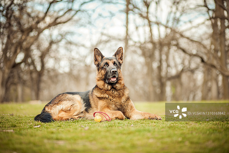 德国牧羊犬图片素材