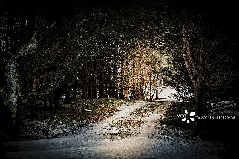 阳光照亮了玛莎葡萄园覆盖轮胎痕迹的泥路图片素材