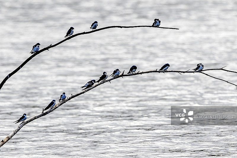 栖息在湖中树枝上的燕子群图片素材