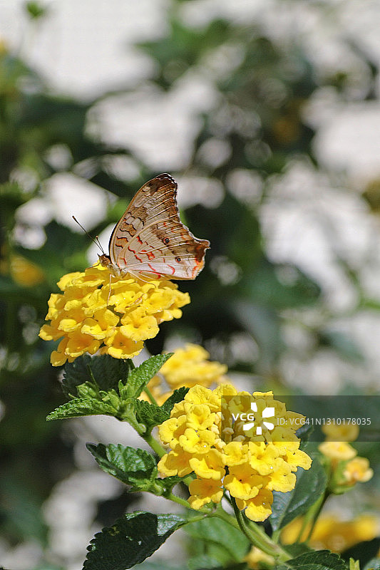 白色孔雀蝴蝶图片素材