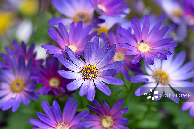 盛开的瓜叶菊图片素材