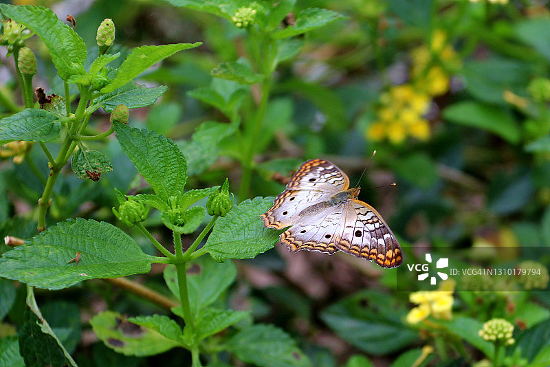 白色孔雀蝴蝶图片素材