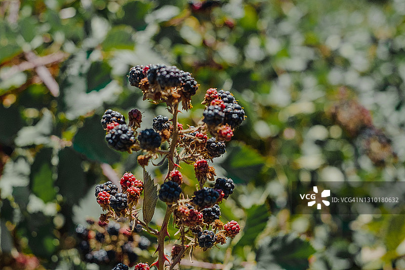 阿根廷巴塔哥尼亚的野生覆盆子图片素材