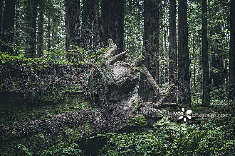 加州北部巨人大道红杉林图片素材