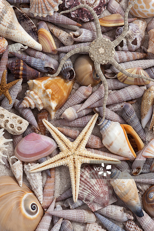 佛罗里达州迈尔斯堡海滩上的各种海洋生物和贝壳图片素材