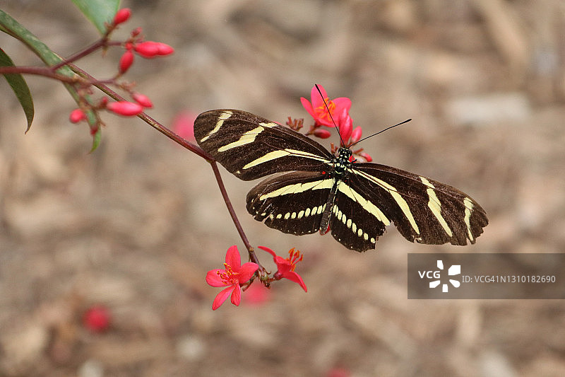 长翅斑马蝴蝶图片素材