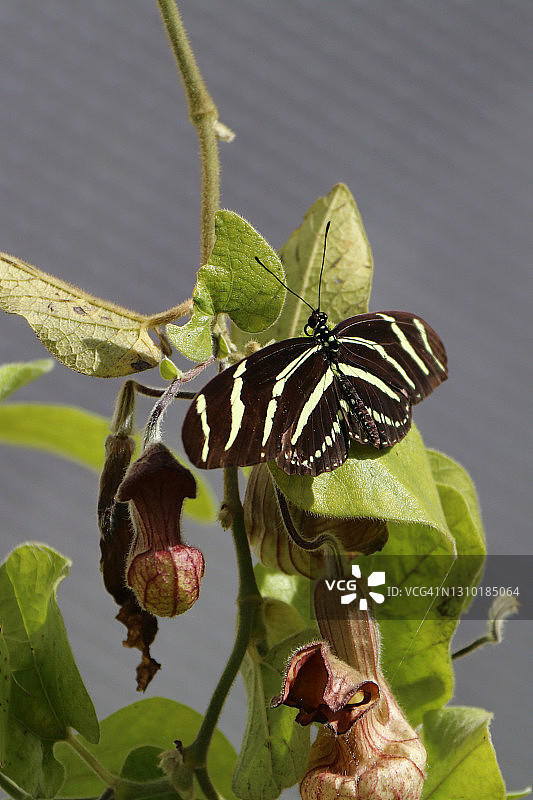 长翅斑马蝴蝶图片素材