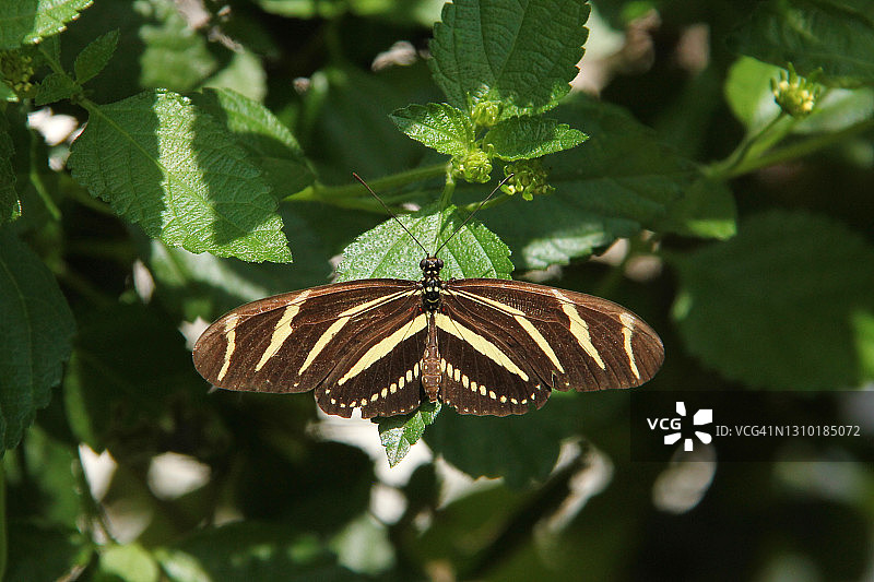 长翅斑马蝴蝶图片素材