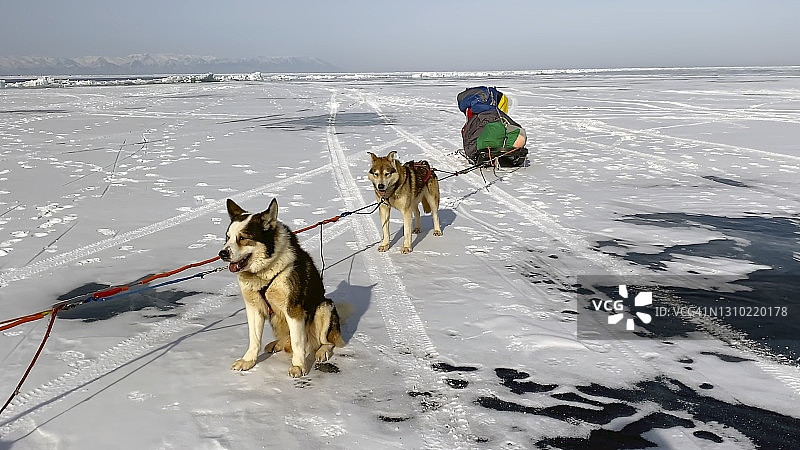 冬季贝加尔湖冰面上与狗同行的队伍与美丽冬景图片素材