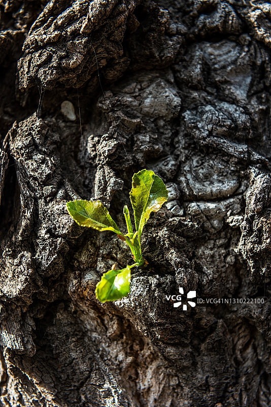 老树上的春芽图片素材