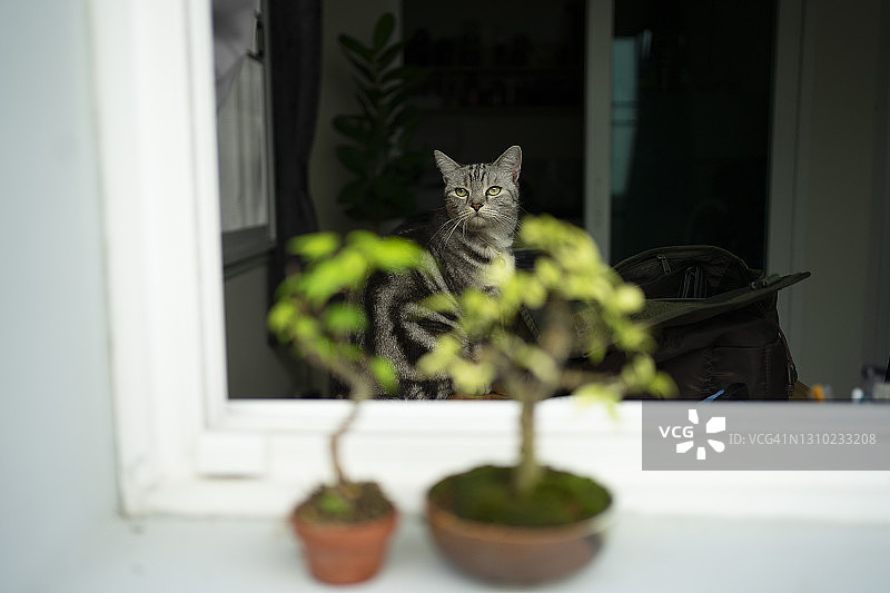 美国短毛猫在家中舒适的特写图片素材