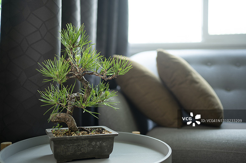客厅里的日本系鱼川真柏盆景图片素材